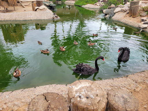 Zoo «Wildlife World Zoo, Aquarium & Safari Park», reviews and photos, 16501 W Northern Ave, Litchfield Park, AZ 85340, USA