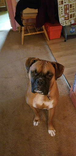 Pet Supply Store «PetSmart», reviews and photos, 700 Lafayette Rd #211, Seabrook, NH 03874, USA