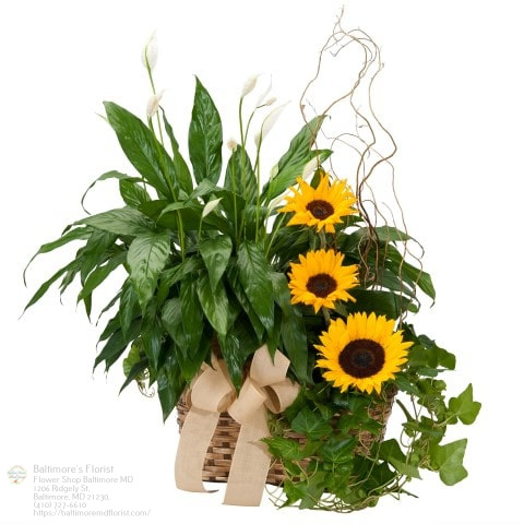 Florist «The Flower Shop», reviews and photos, 1065 S Charles St, Baltimore, MD 21230, USA