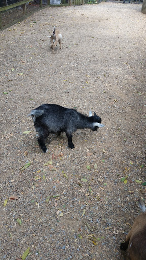 Zoo «Luray Zoo A Rescue Zoo», reviews and photos, 1087 U.S. 211, Luray, VA 22835, USA