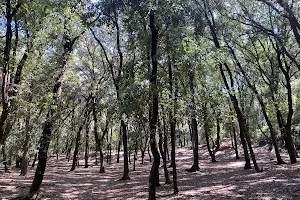 Bosc de Malhivern image