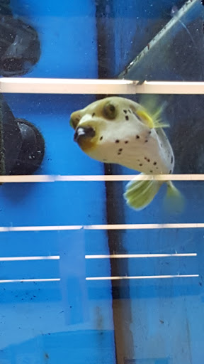 Pet Supply Store «Petco Animal Supplies», reviews and photos, 4755 U.S. 9, Howell, NJ 07731, USA