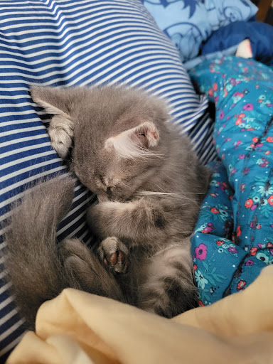 Pet Supply Store «PetSmart», reviews and photos, 1919 Wells Rd, Orange Park, FL 32073, USA