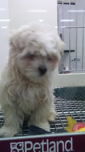 Pet Store «Petland Vineyard - San Antonio», reviews and photos, 1309 North Loop 1604 W #101, San Antonio, TX 78258, USA