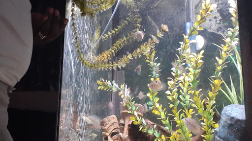 Pet Store «Precious Pets III», reviews and photos, 1091 US-130, Burlington, NJ 08016, USA