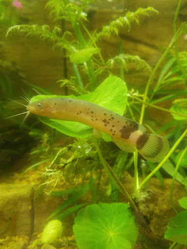 Pet Store «WorldWide Fish & Pets», reviews and photos, 61 Amity Rd, New Haven, CT 06515, USA