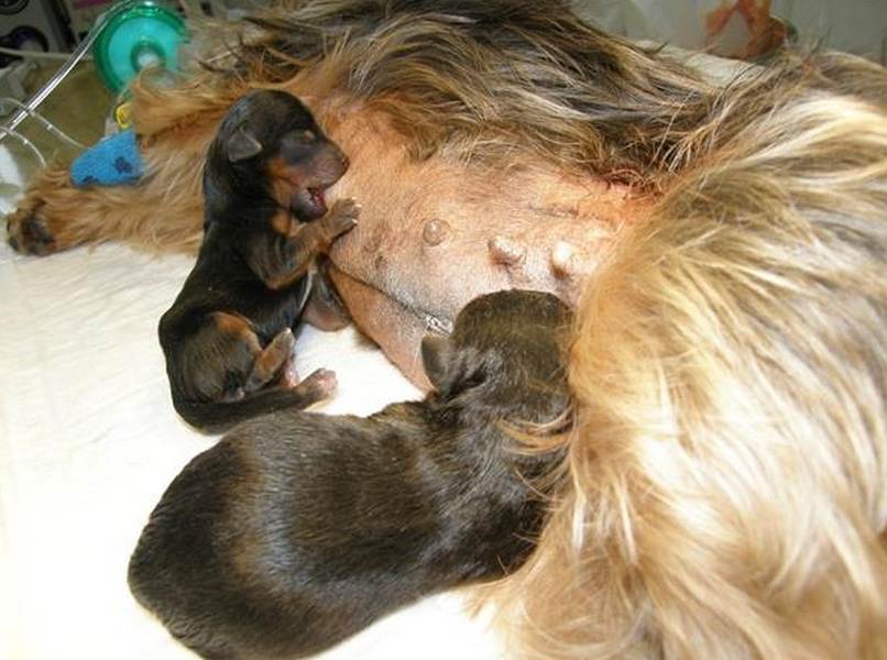 AlaVET s.r.o. - veterinární ordinace Zbuzany 555