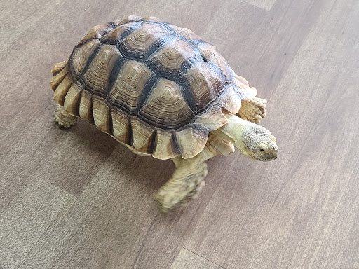 Pet Store «Petland», reviews and photos, 415 Mary Esther Cut Off NW G, Fort Walton Beach, FL 32548, USA