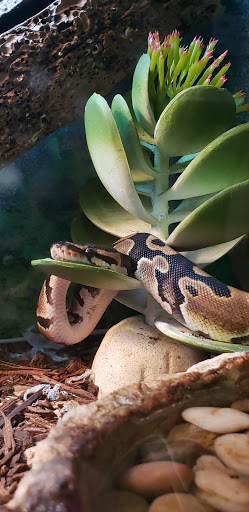 Pet Supply Store «Pet Supplies Plus», reviews and photos, 8703 W Grand River Ave, Brighton, MI 48116, USA