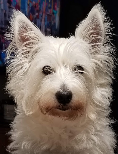 Pet Supply Store «PetSmart», reviews and photos, 9887 76th St, Pleasant Prairie, WI 53158, USA