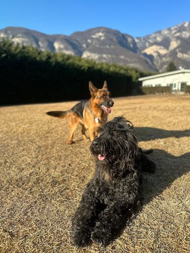 Pensioni per cani e dog hotel a Dog's Hotel