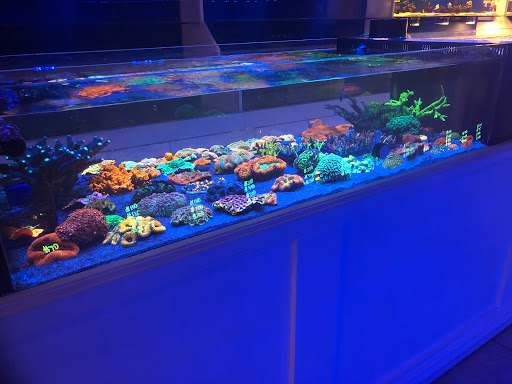 Tropical Fish Store «Living Reef Orlando», reviews and photos, 504 N Alafaya Trail #112, Orlando, FL 32828, USA