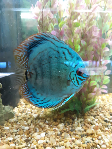 Pet Store «Fins Feathers Paws & Claws», reviews and photos, 436 Main St, Harleysville, PA 19438, USA