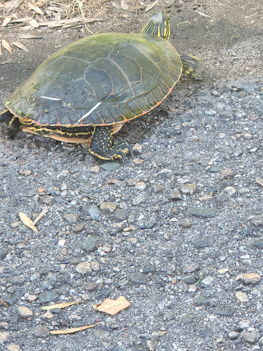 Golf Club «Montgomery National Golf Club», reviews and photos, 900 Rogers Dr, Montgomery, MN 56069, USA