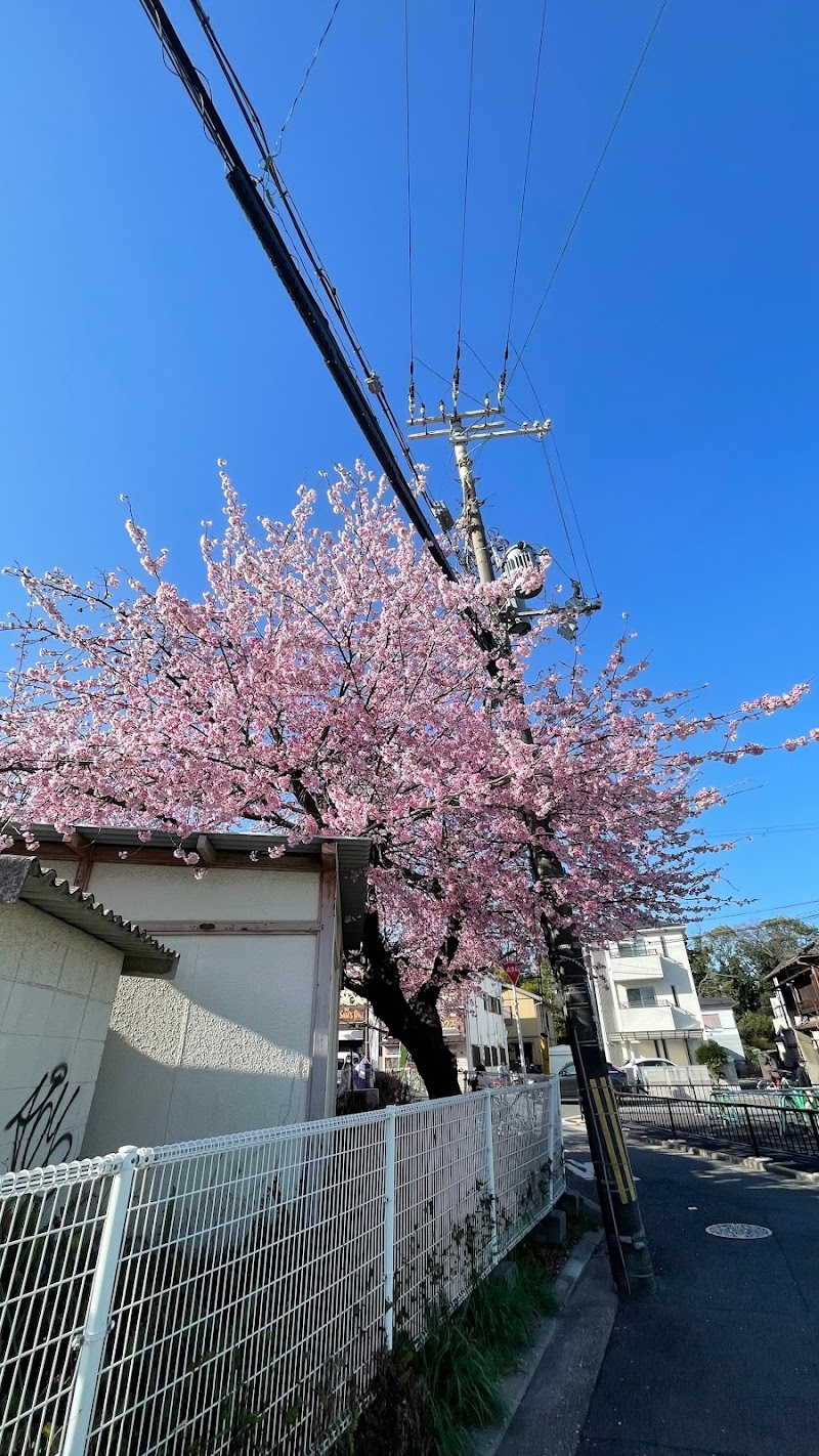 百舌鳥の早咲き桜