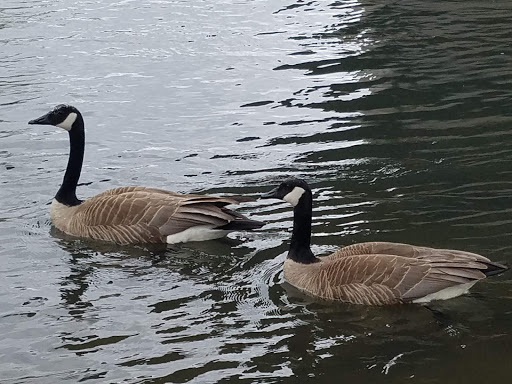 Park «Island Park», reviews and photos, 200 W B St, Springfield, OR 97477, USA