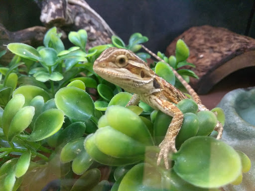 Pet Supply Store «PetSmart», reviews and photos, 5214 Blanche Moore Dr, Corpus Christi, TX 78411, USA