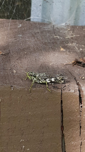 Nature Preserve «Great Flats Nature Trail», reviews and photos, W Campbell Rd, Schenectady, NY 12306, USA