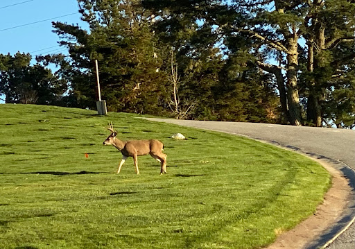 Funeral Home «Skylawn Funeral Home & Memorial Park», reviews and photos, CA-92 & Skyline Blvd, San Mateo, CA 94402, USA