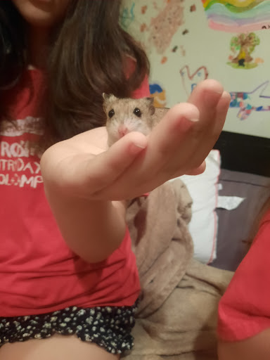 Pet Supply Store «Petco Animal Supplies», reviews and photos, 1141 Wantagh Ave, Wantagh, NY 11793, USA