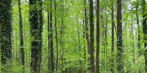 Evergreen Nature Preserve