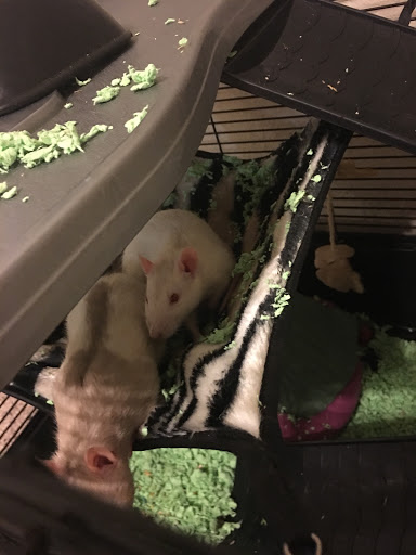 Pet Supply Store «Petco Animal Supplies», reviews and photos, 3055 N President George Bush Hwy, Garland, TX 75040, USA