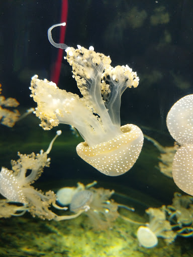 Aquarium «Aquarium of Niagara», reviews and photos, 701 Whirlpool St, Niagara Falls, NY 14301, USA