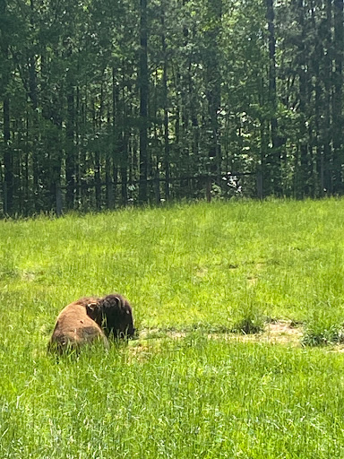 Non-Profit Organization «Dauset Trails Nature Center», reviews and photos, 360 Mt Vernon Church Rd, Jackson, GA 30233, USA