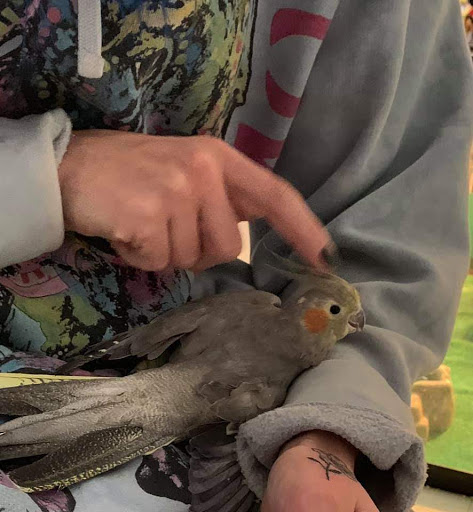 Pet Store «Pet Asylum», reviews and photos, 3700 U.S. 9, Howell, NJ 07731, USA