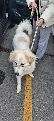 Pet Supply Store «PetSmart», reviews and photos, 5336 Westpointe Plaza Drive, Columbus, OH 43228, USA