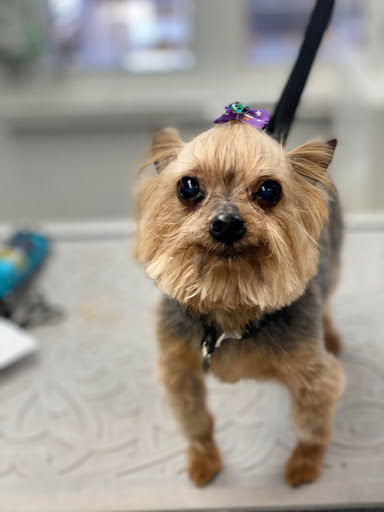 Pet Store «Canine Carousel», reviews and photos, 43135 Broadlands Center Plaza #129, Ashburn, VA 20148, USA