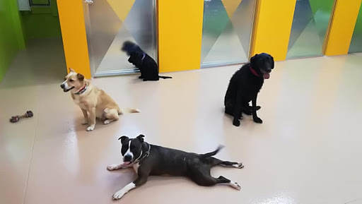 Pensioni per cani e dog hotel a Snodati