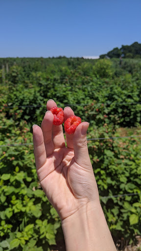 Farm «Lewin Farms», reviews and photos, 812 Sound Ave, Calverton, NY 11933, USA