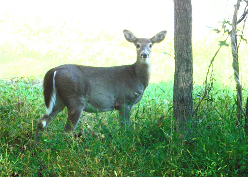 Public Golf Course «Mercer Oaks Golf Course», reviews and photos, 725 Village Rd W, West Windsor Township, NJ 08550, USA