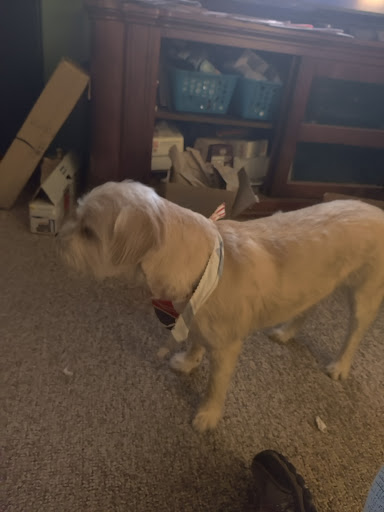 Pet Supply Store «Republic of Paws», reviews and photos, 2411 W Colorado Ave, Colorado Springs, CO 80904, USA