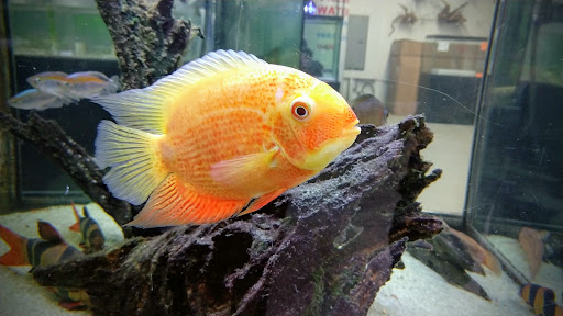 Tropical Fish Store «Fishy Business», reviews and photos, 140 S Ronald Reagan Blvd, Longwood, FL 32750, USA