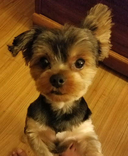 Pet Supply Store «PetSmart», reviews and photos, 401 S Mt Juliet Rd #645, Mt Juliet, TN 37122, USA