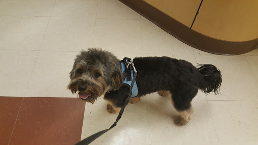 Pet Supply Store «PetSmart», reviews and photos, 9970 Sowder Village Square, Manassas, VA 20109, USA