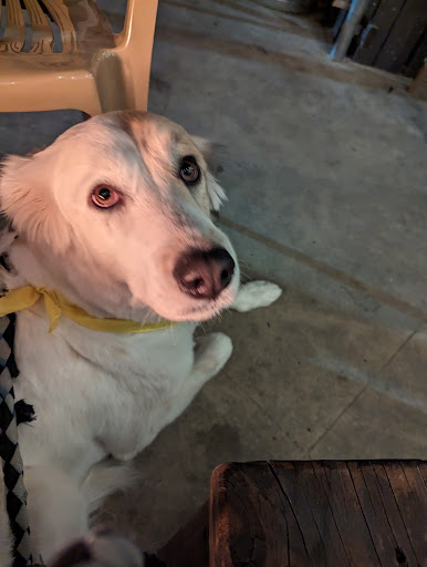 Kathy's Dog Grooming