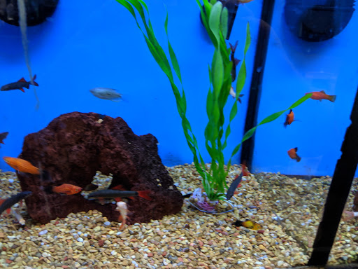 Pet Supply Store «Petco Animal Supplies», reviews and photos, 11331 W Broad St #151, Glen Allen, VA 23060, USA