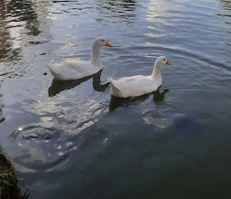 Laguna De Los Patos y Las Tortugas photo