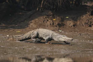 Songaon Mangrove Ecotourism & Crocodile Safari image