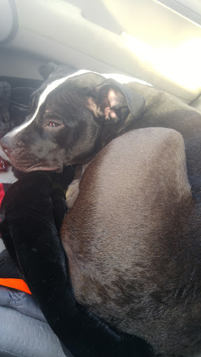 Pet Supply Store «Pet Supplies Plus», reviews and photos, 400 Lowell Ave Suite 14, Haverhill, MA 01832, USA