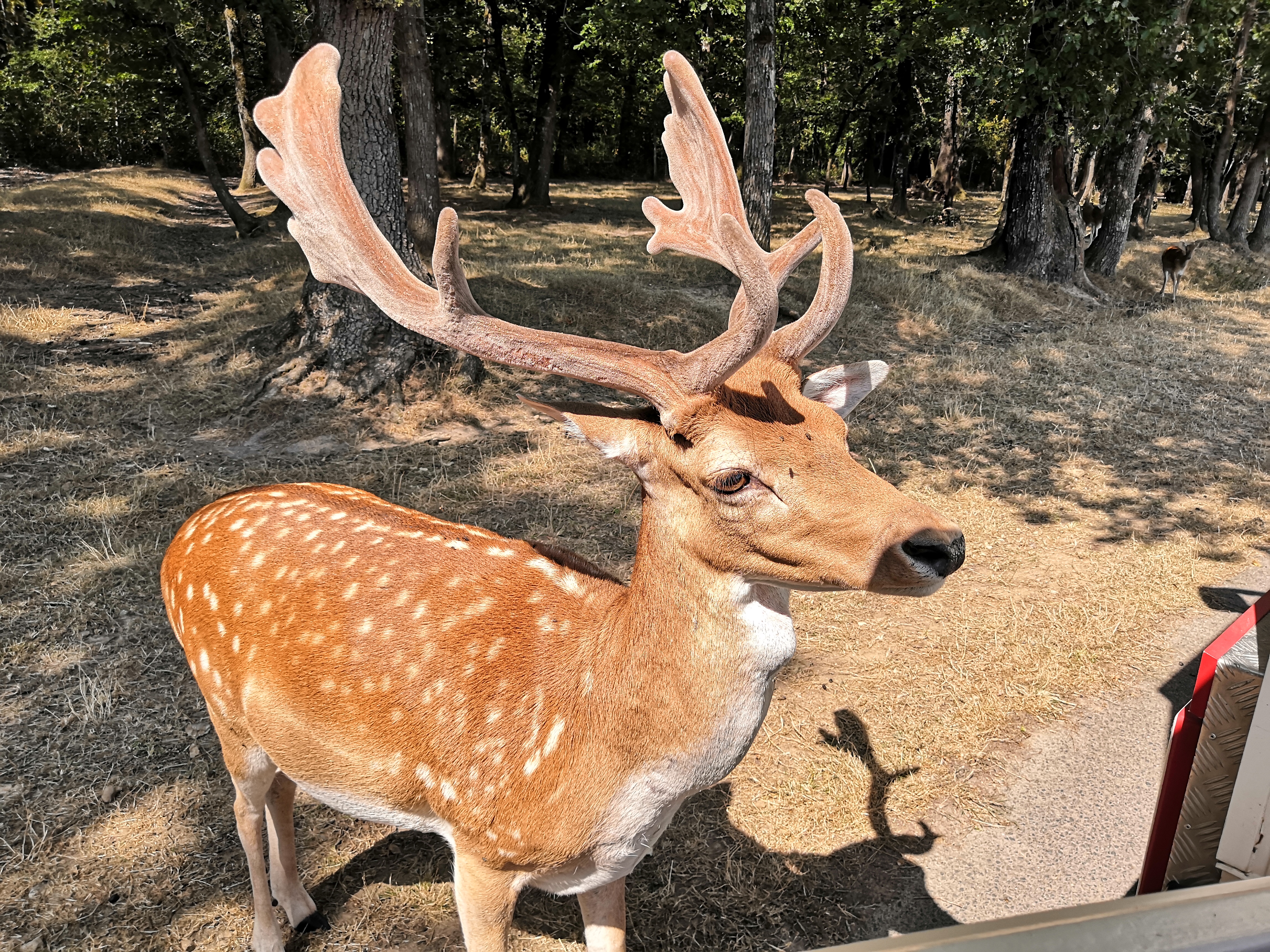 Photo n° 3 de l'avis de valentine. fait le 20/07/2022 à 14:25