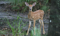 Brooker Creek Preserve & Environmental Education Center