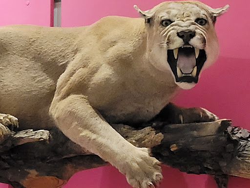 Museum «New Jersey State Museum», reviews and photos, 205 W State St, Trenton, NJ 08608, USA