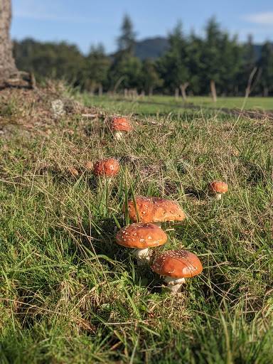 Golf Course «Alderbrook Golf Course», reviews and photos, 7300 Alderbrook Rd, Tillamook, OR 97141, USA