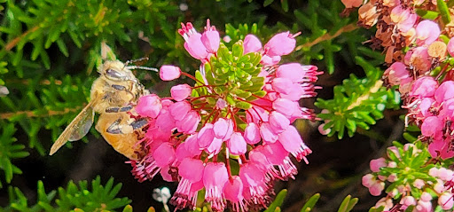 Museum «Cranberry Museum», reviews and photos, 2907 Pioneer Rd, Long Beach, WA 98631, USA