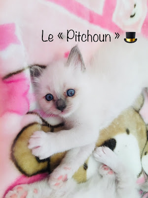 Chatterie la vie de Chat’Ô à Choisy-en-Brie
