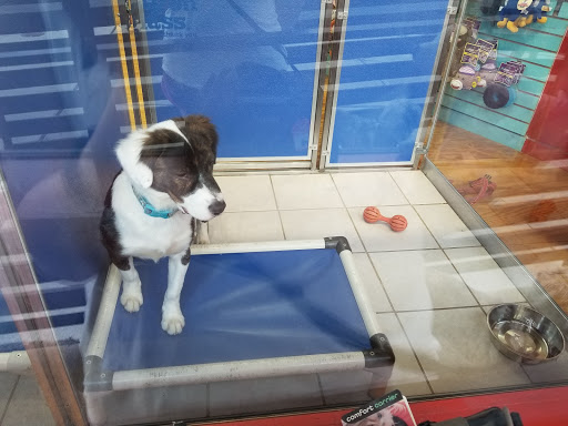 Pet Supply Store «Dogge Style Pets Passyunk», reviews and photos, 1700 E Passyunk Ave, Philadelphia, PA 19148, USA